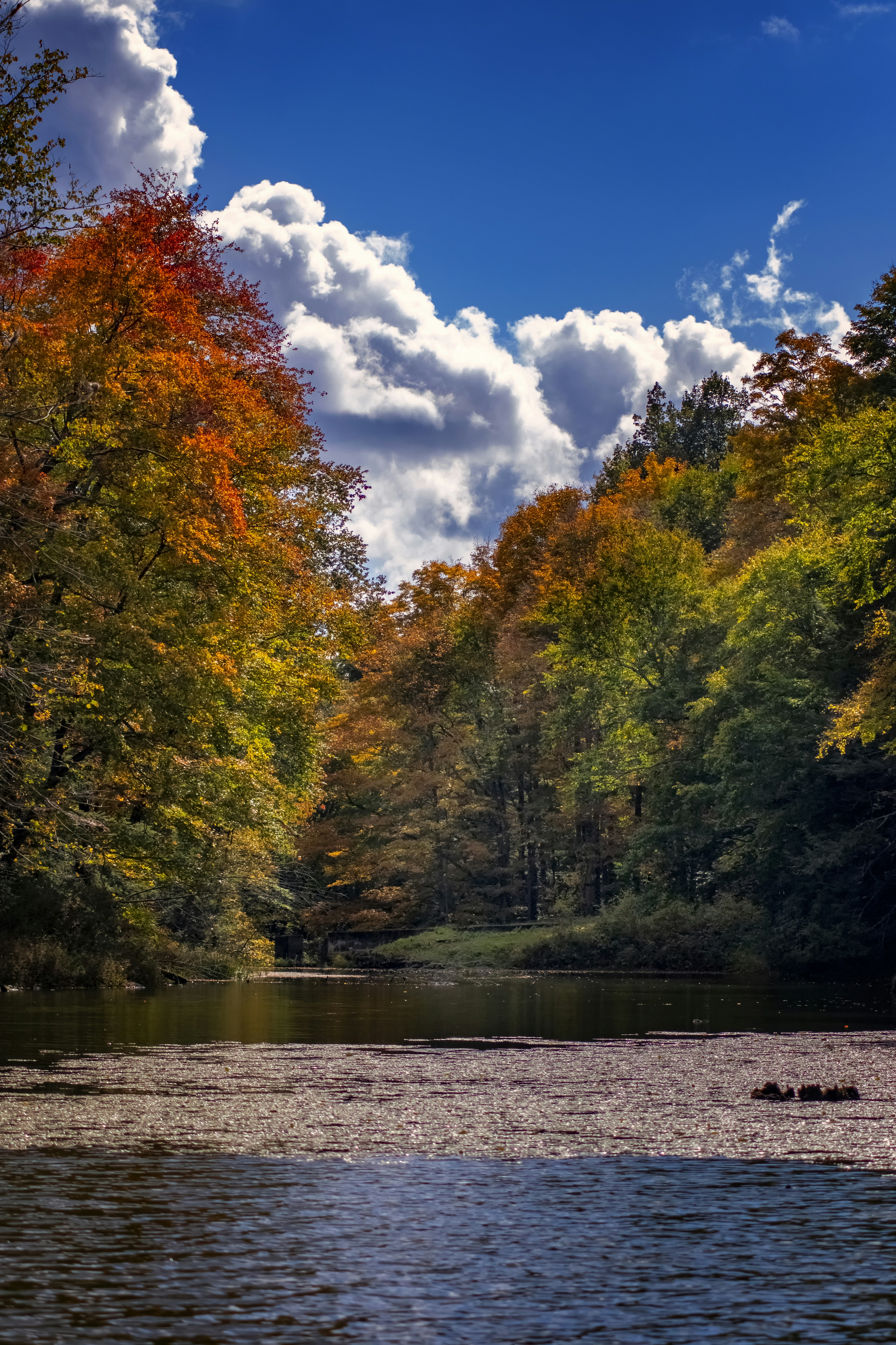 green and yellow trees beside river under blue sky and white clouds during daytime