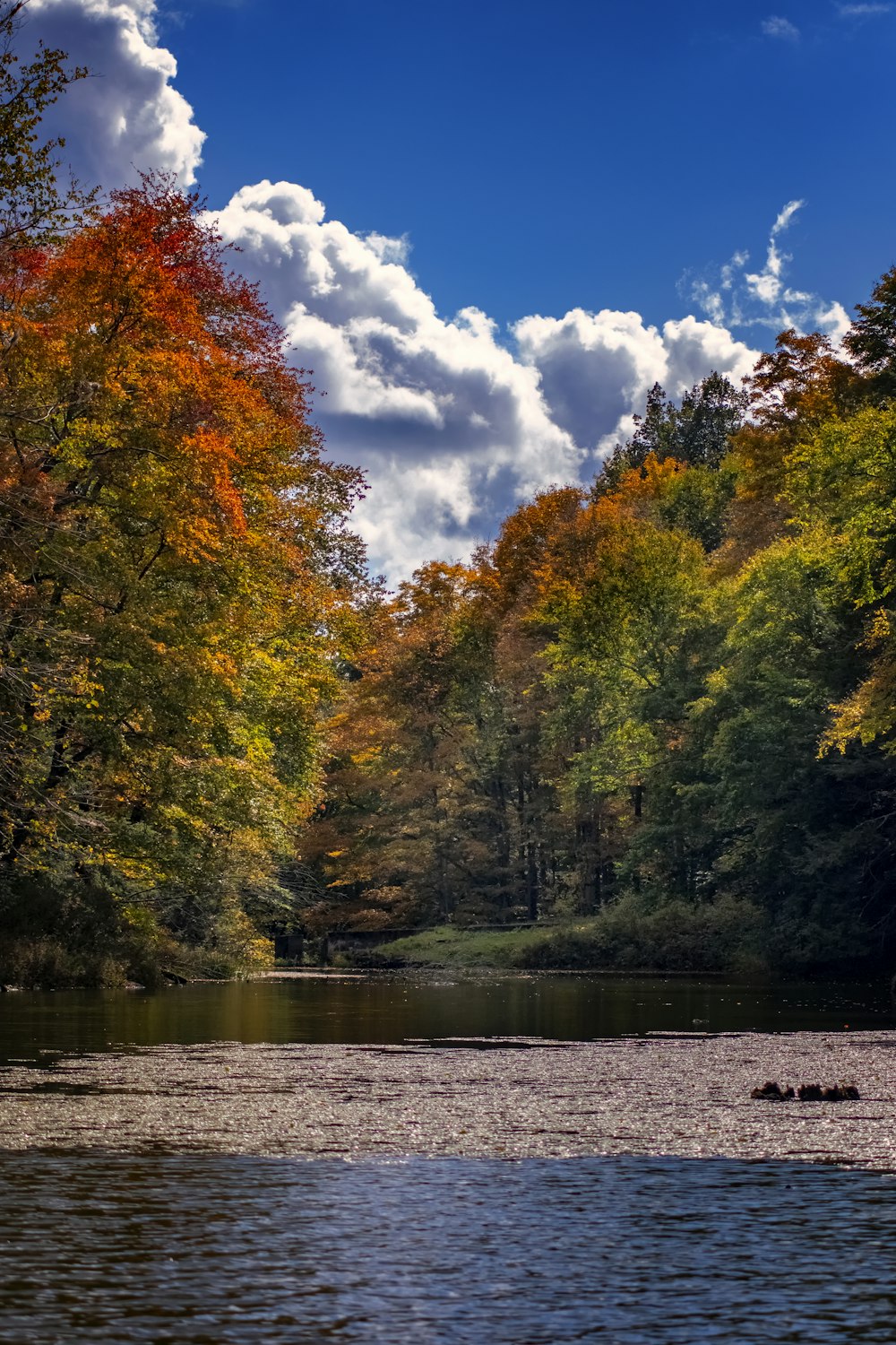 grüne und gelbe Bäume am Fluss unter blauem Himmel und weißen Wolken tagsüber