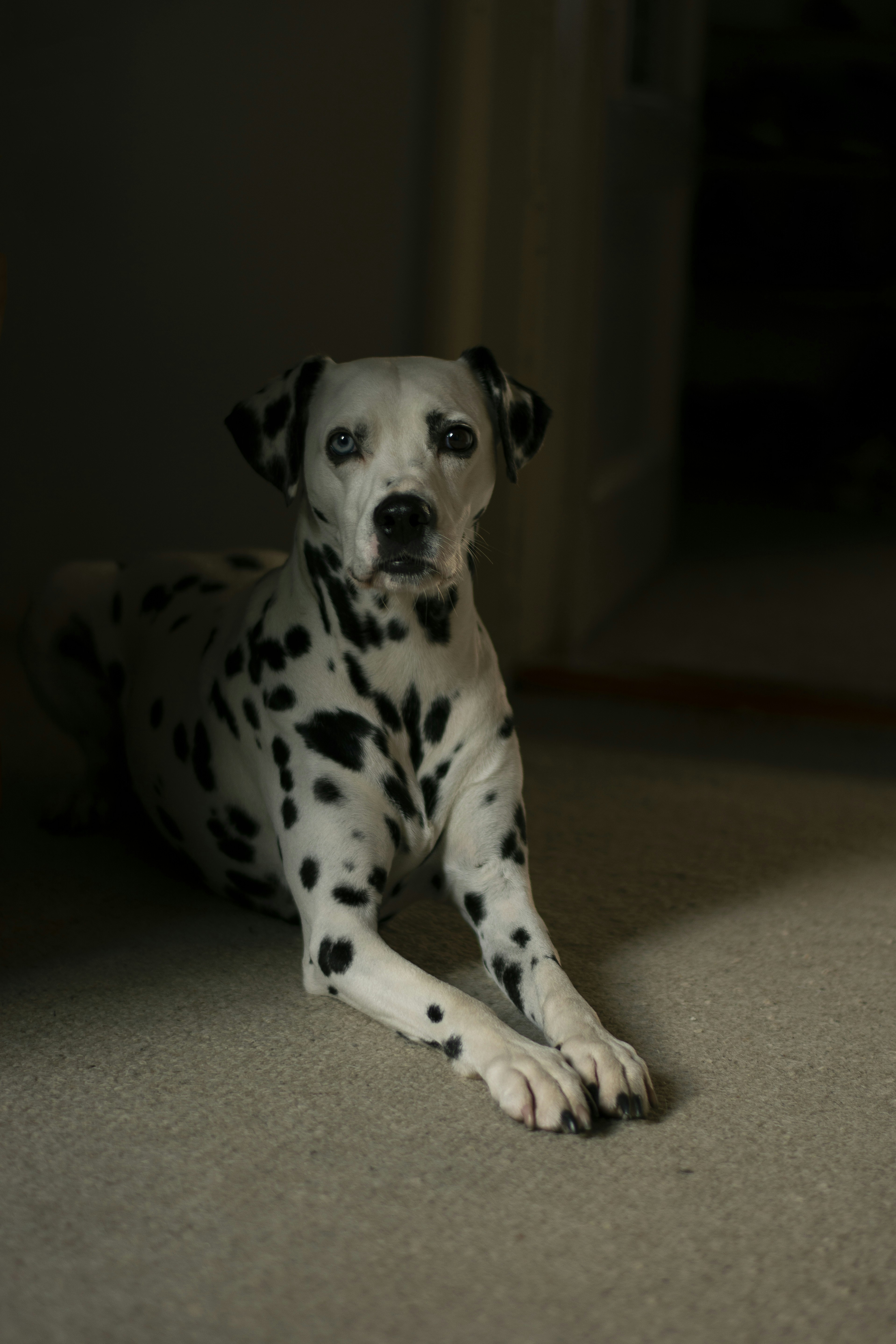 black and white dalmatian dog