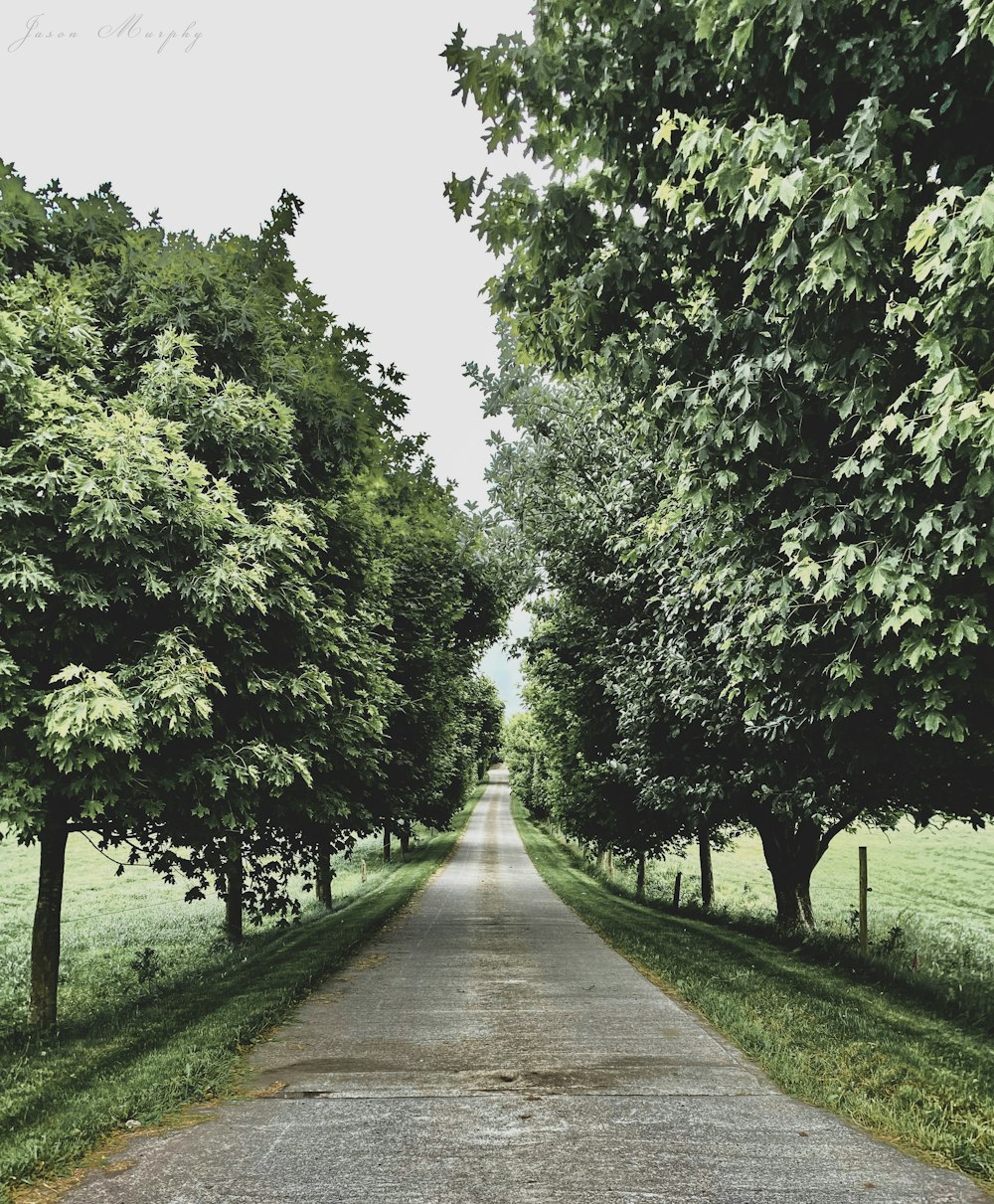 gray concrete pathway between green trees during daytime