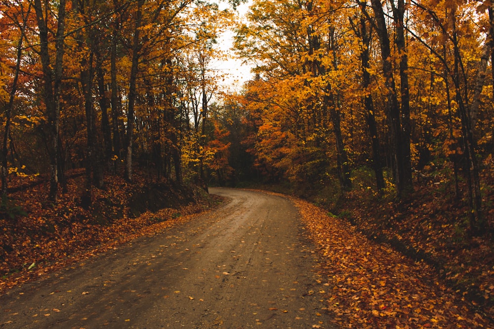 brown trees beside gray road