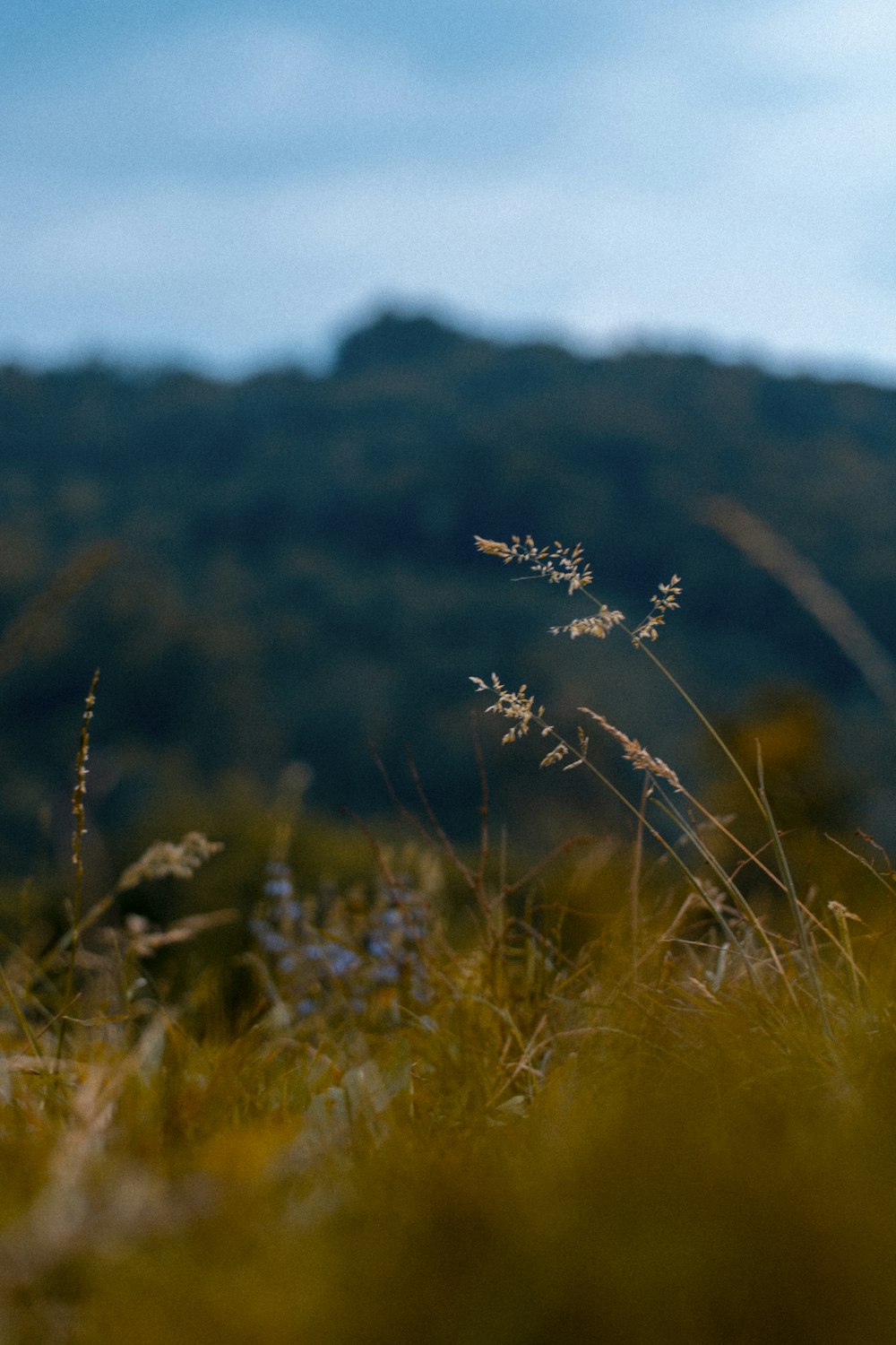 brown grass field during daytime