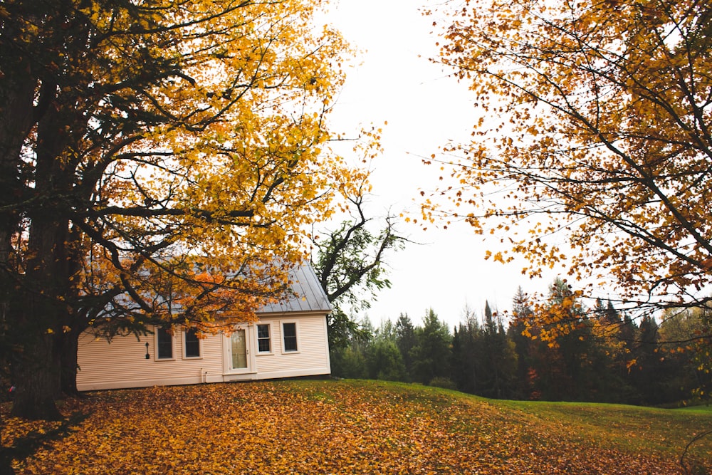 white wooden house near green trees during daytime