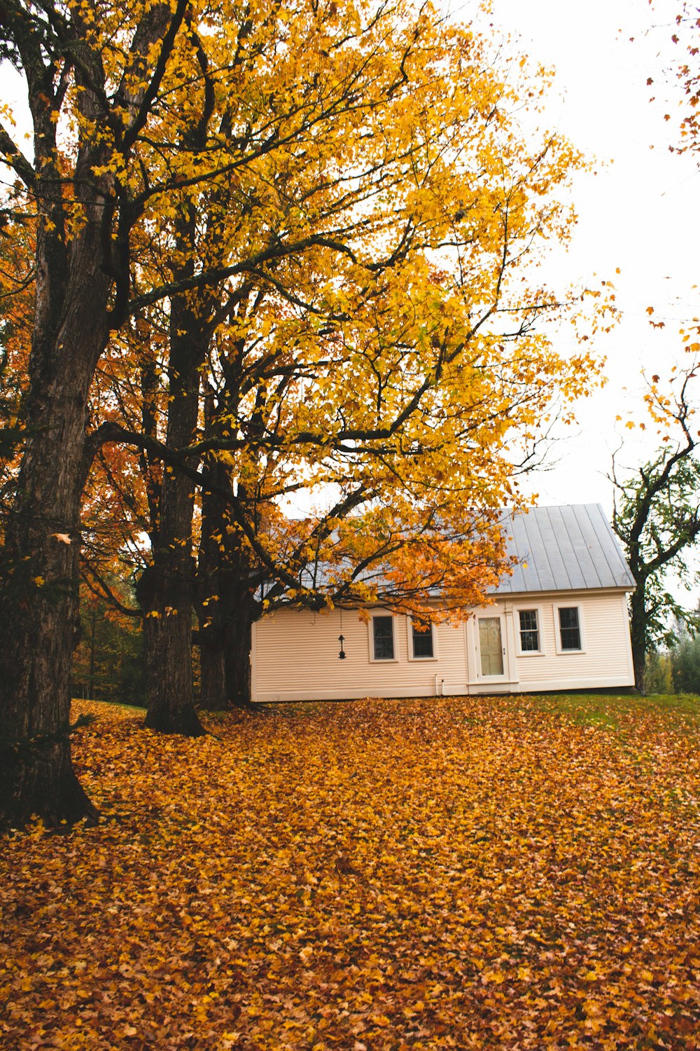 Weißes und braunes Haus in der Nähe von Brown Tree während des Tages