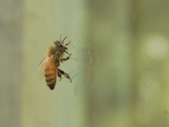 Close-up of a gentle queen bee resting on a frame with golden honeycomb.