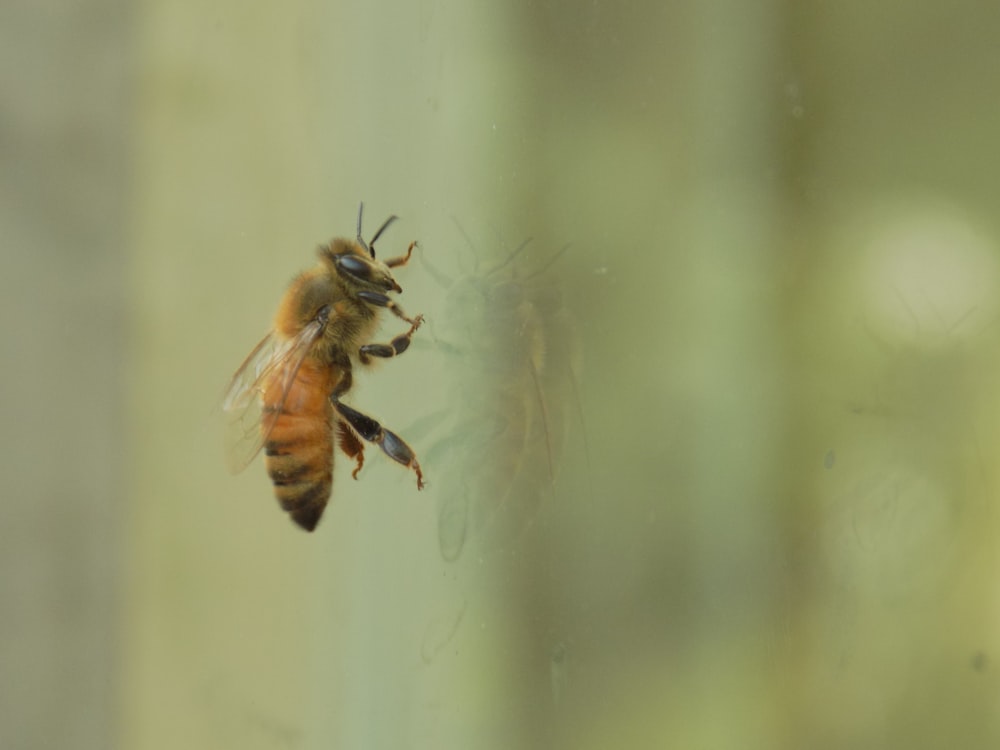 brown and black bee on green stem