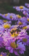 black and yellow bee on purple flower