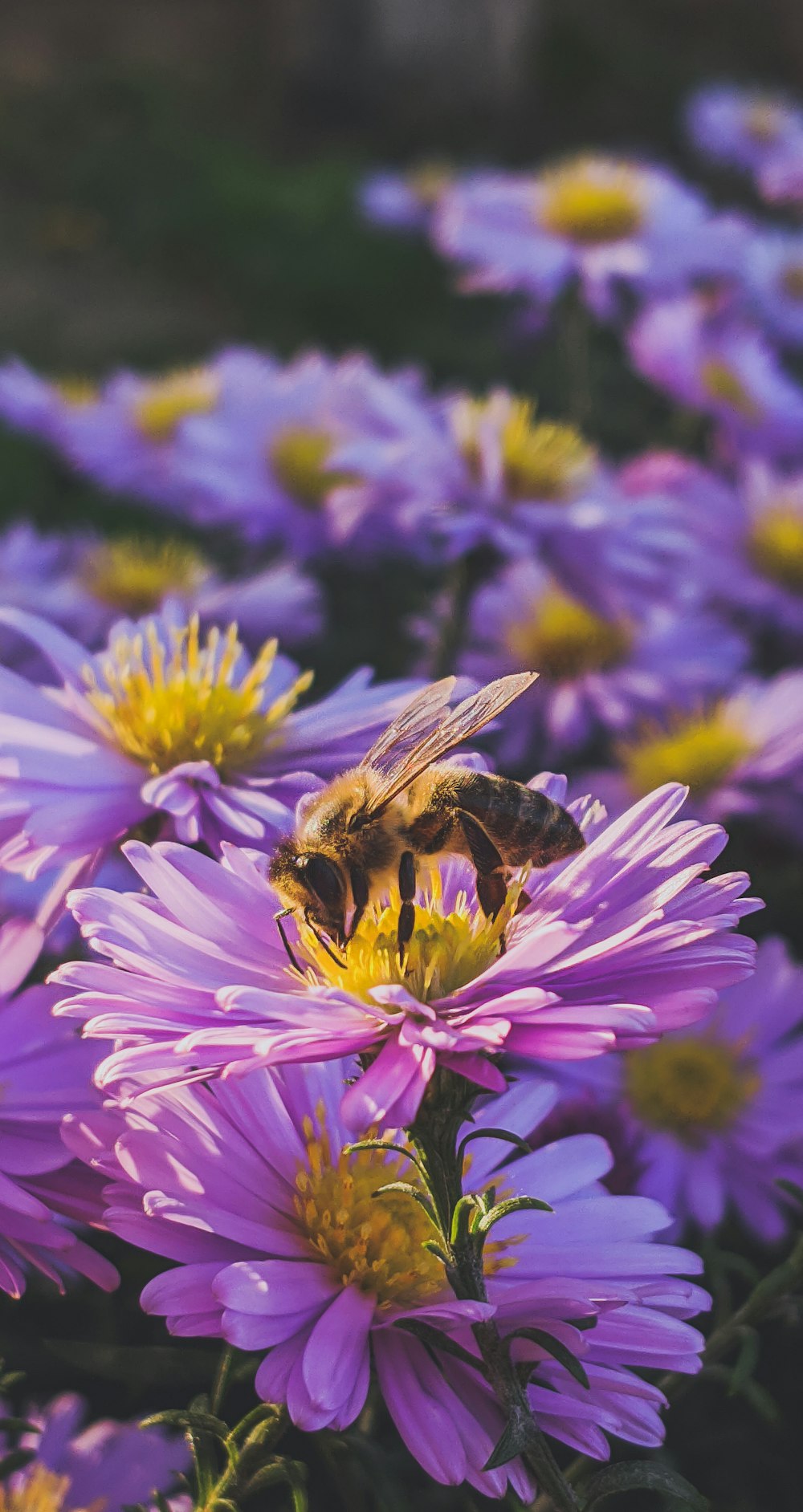 black and yellow bee on purple flower