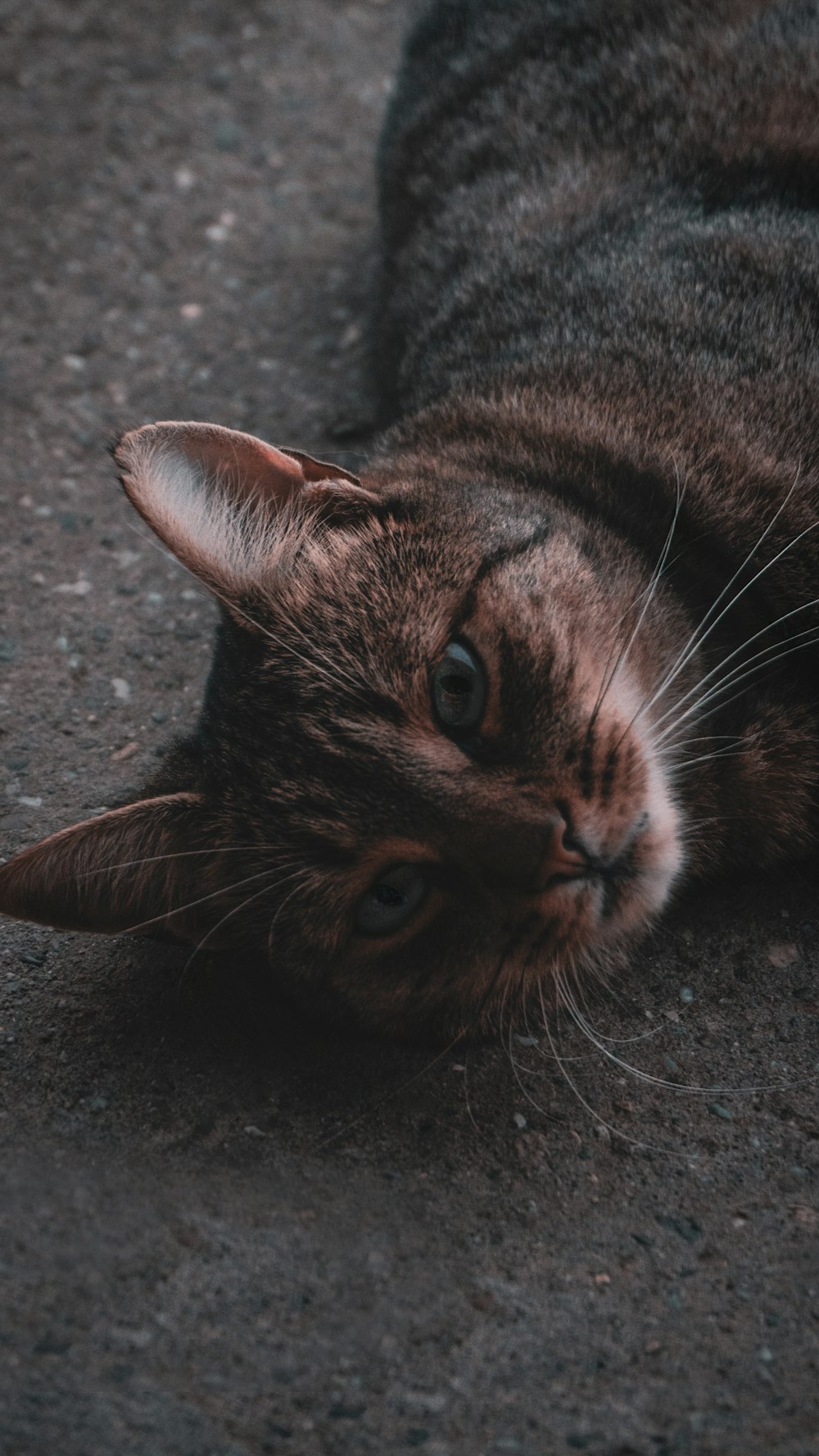 brown tabby cat lying on ground