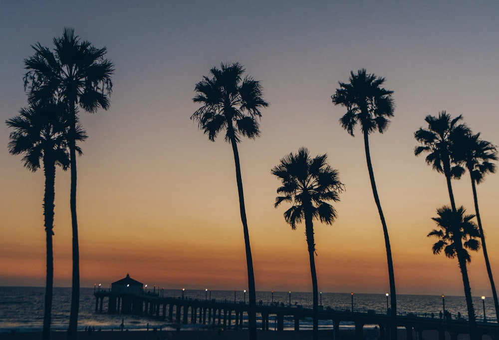 palm trees near body of water during sunset