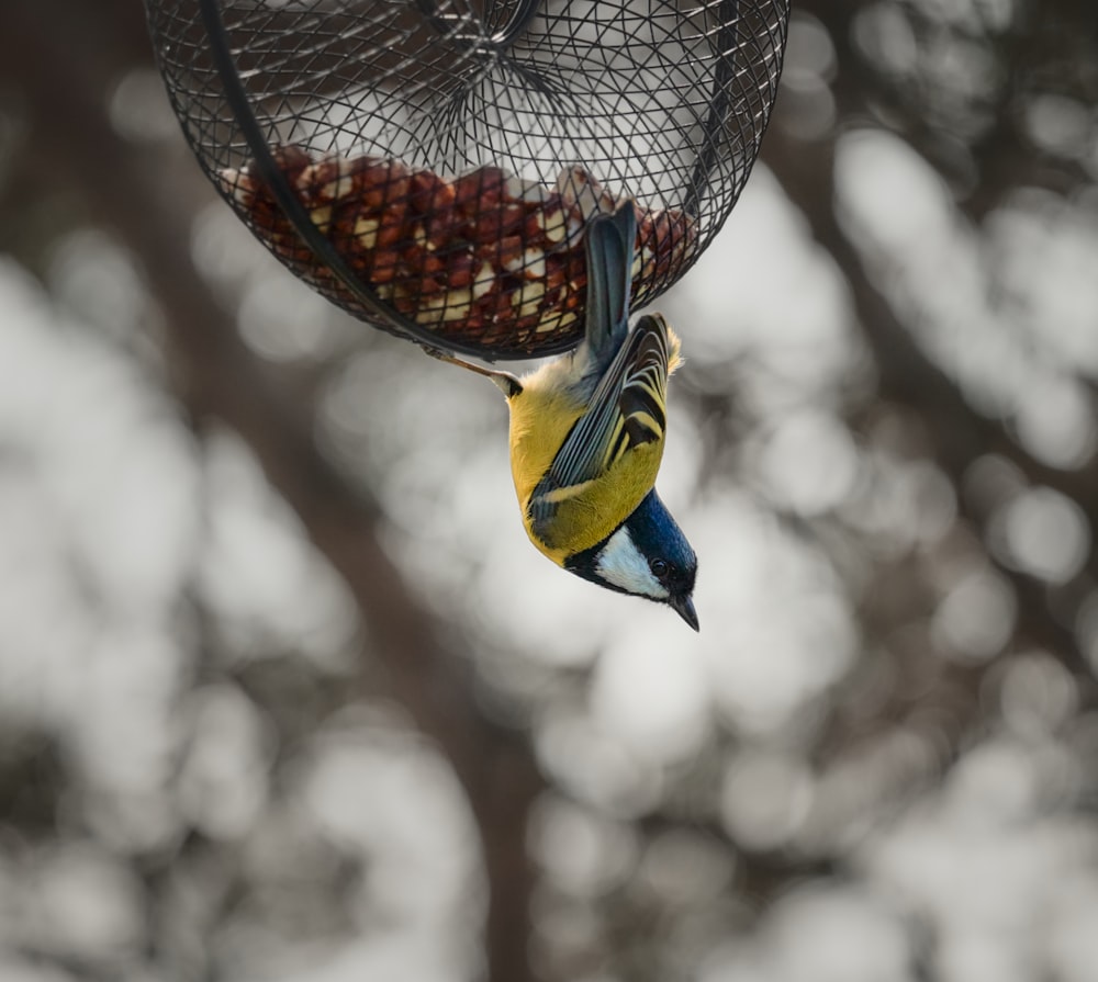 yellow and blue bird on brown bird feeder
