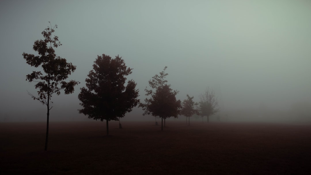silhouette of trees during foggy day