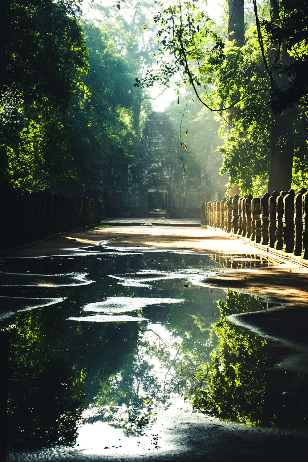 green trees and white pathway