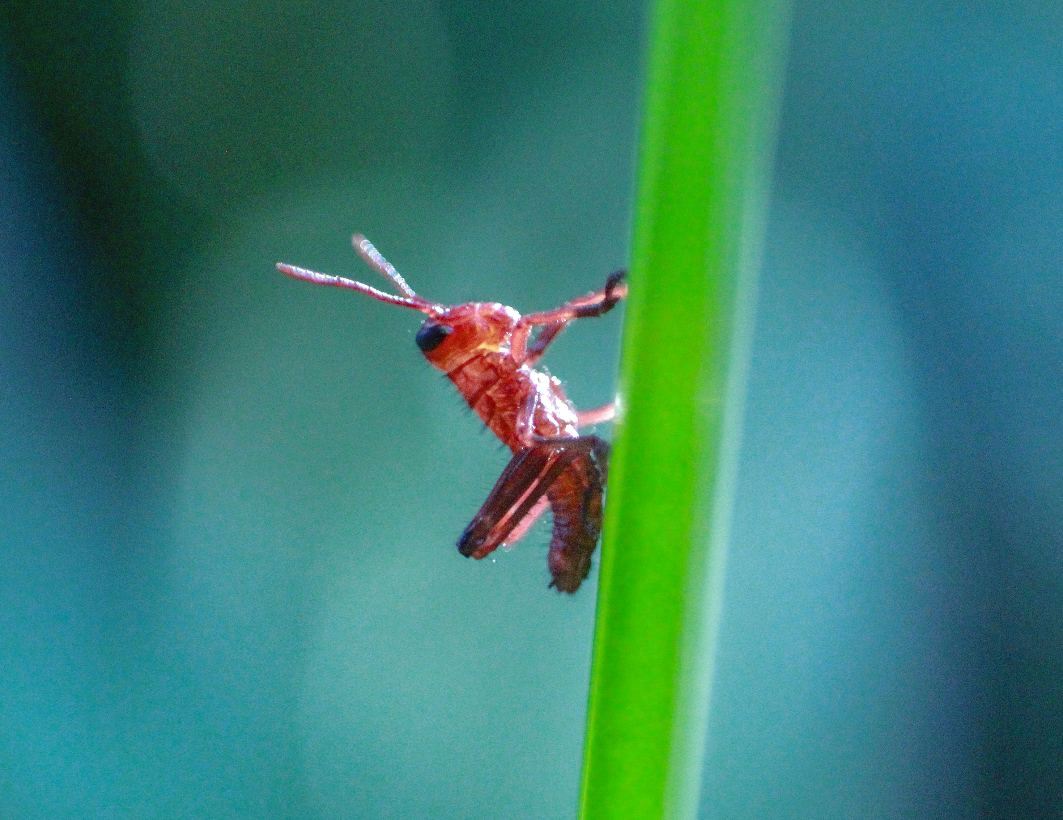 cavalletta marrone appollaiata su foglia verde in fotografia ravvicinata durante il giorno