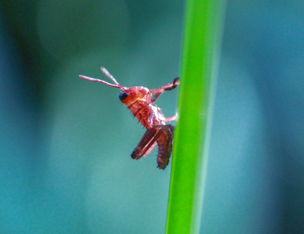 brown grasshopper perched on green leaf in close up photography during daytime