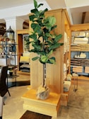 An indoor setting with a modern, cozy ambiance features a tall potted plant with broad green leaves placed on a wooden stand. Shelves filled with neatly folded towels and linens are visible in the background, along with decorative items and a chair with a woven texture.