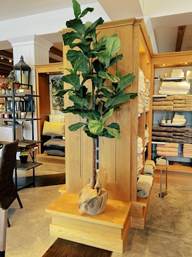 An indoor setting with a modern, cozy ambiance features a tall potted plant with broad green leaves placed on a wooden stand. Shelves filled with neatly folded towels and linens are visible in the background, along with decorative items and a chair with a woven texture.