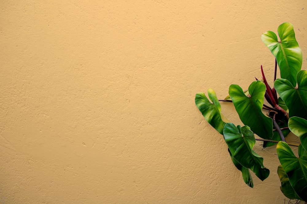 흰 벽에 녹색 잎