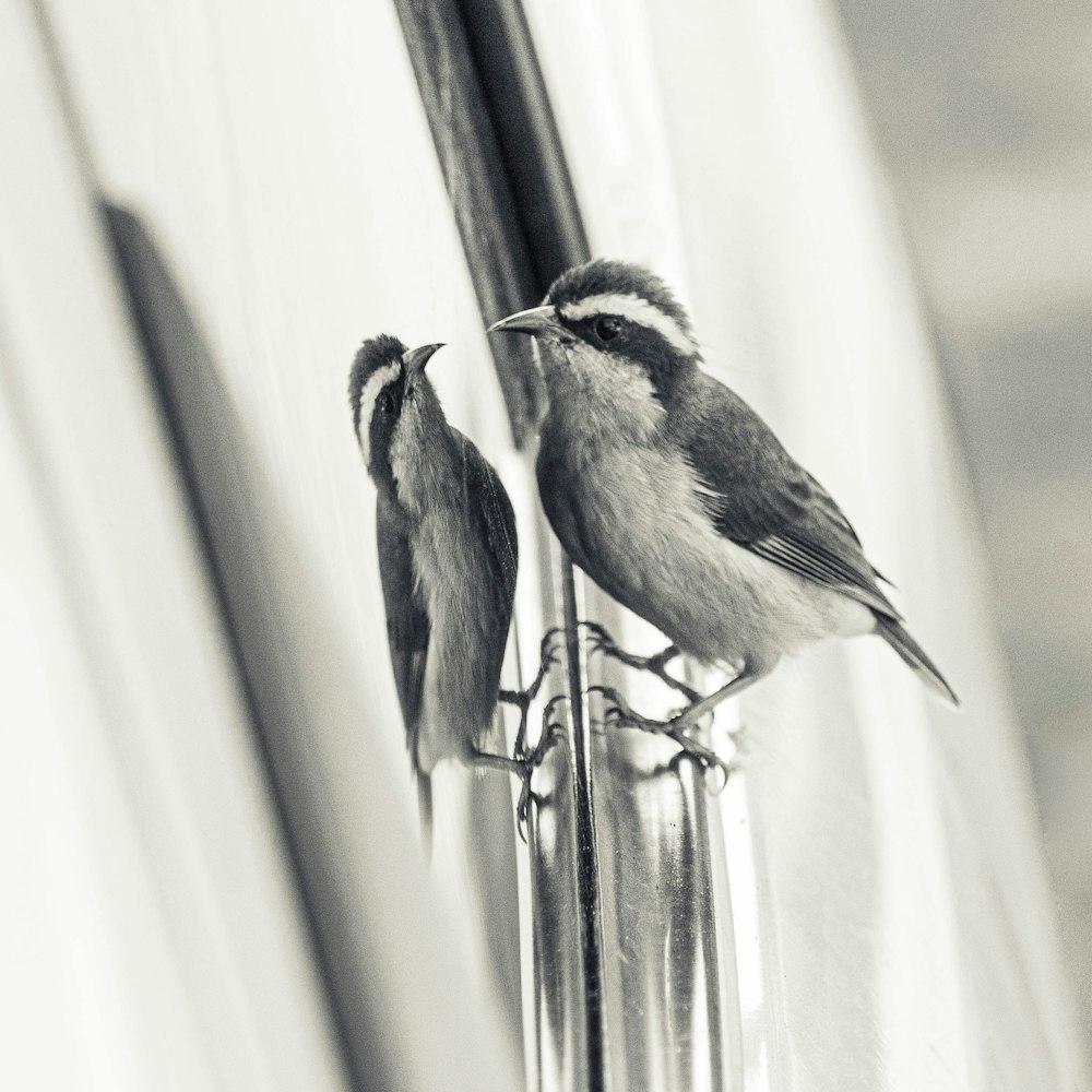foto em tons de cinza de um pássaro em uma vara