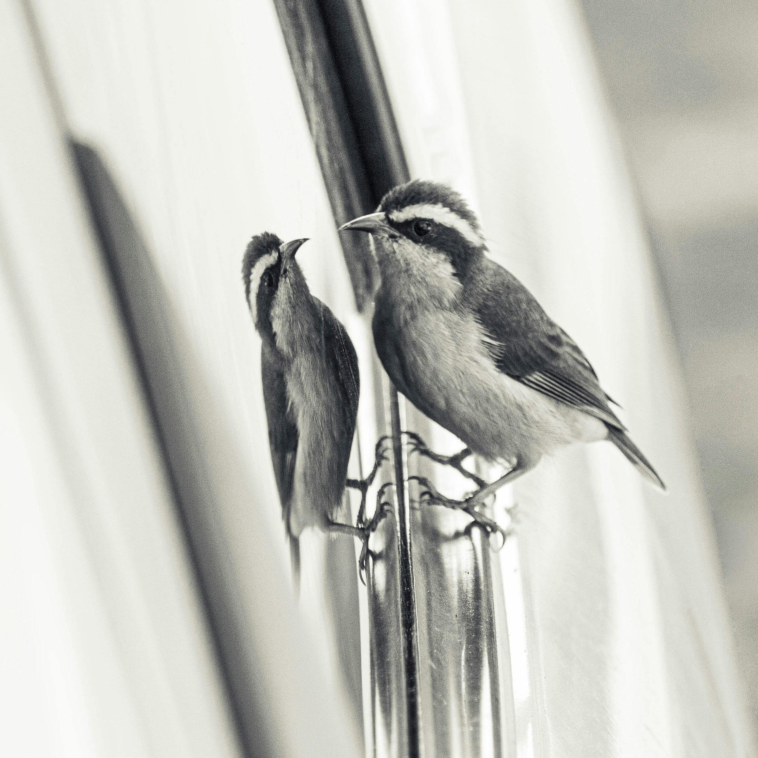 grayscale photo of a bird on a stick