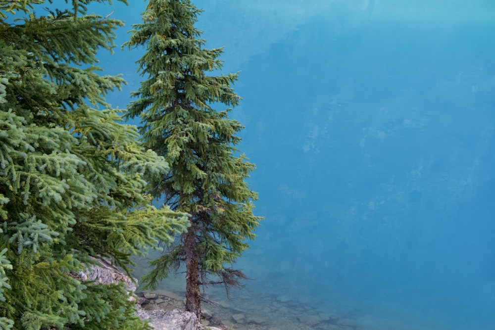 green pine tree on snow covered ground