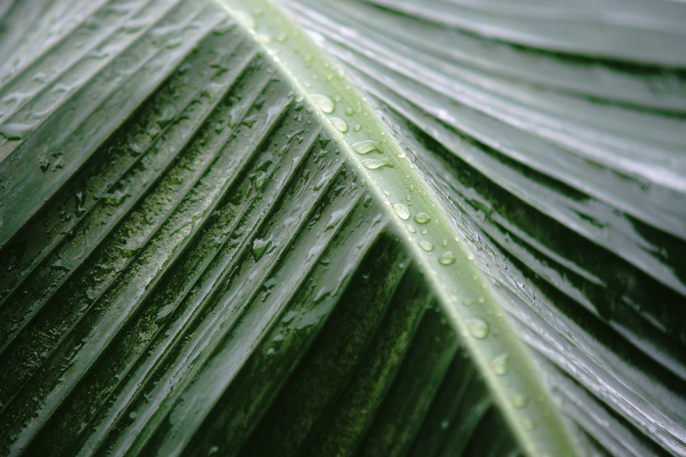 water droplets on green leaf