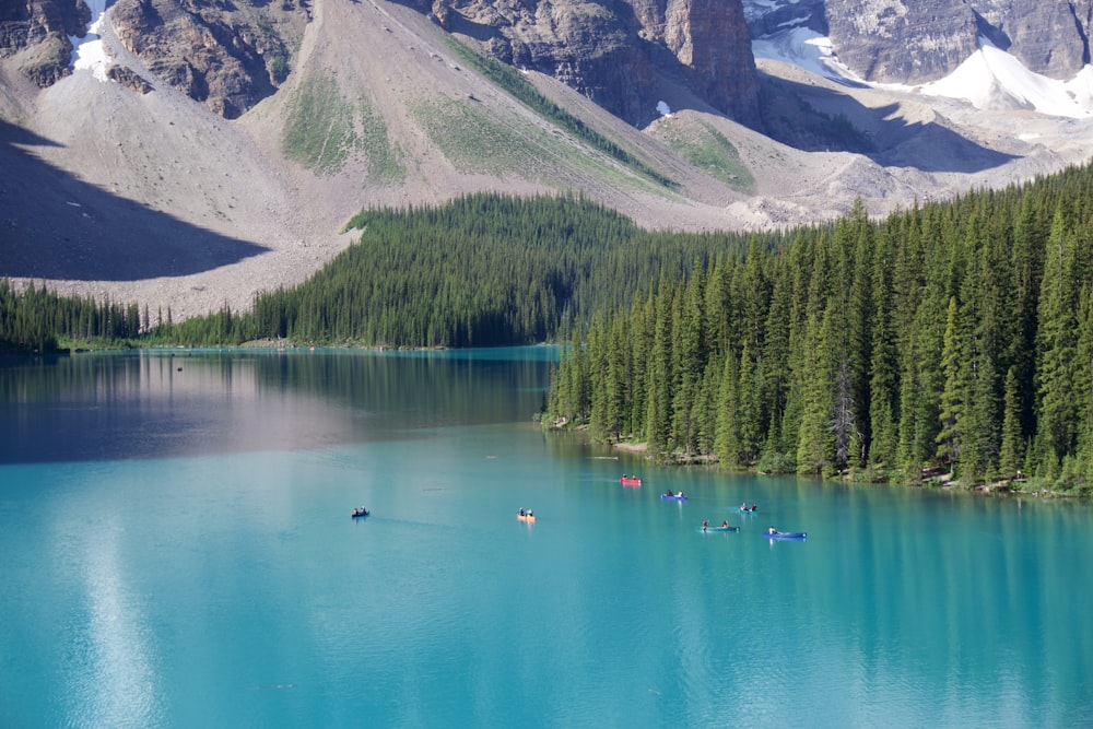 green trees near lake during daytime