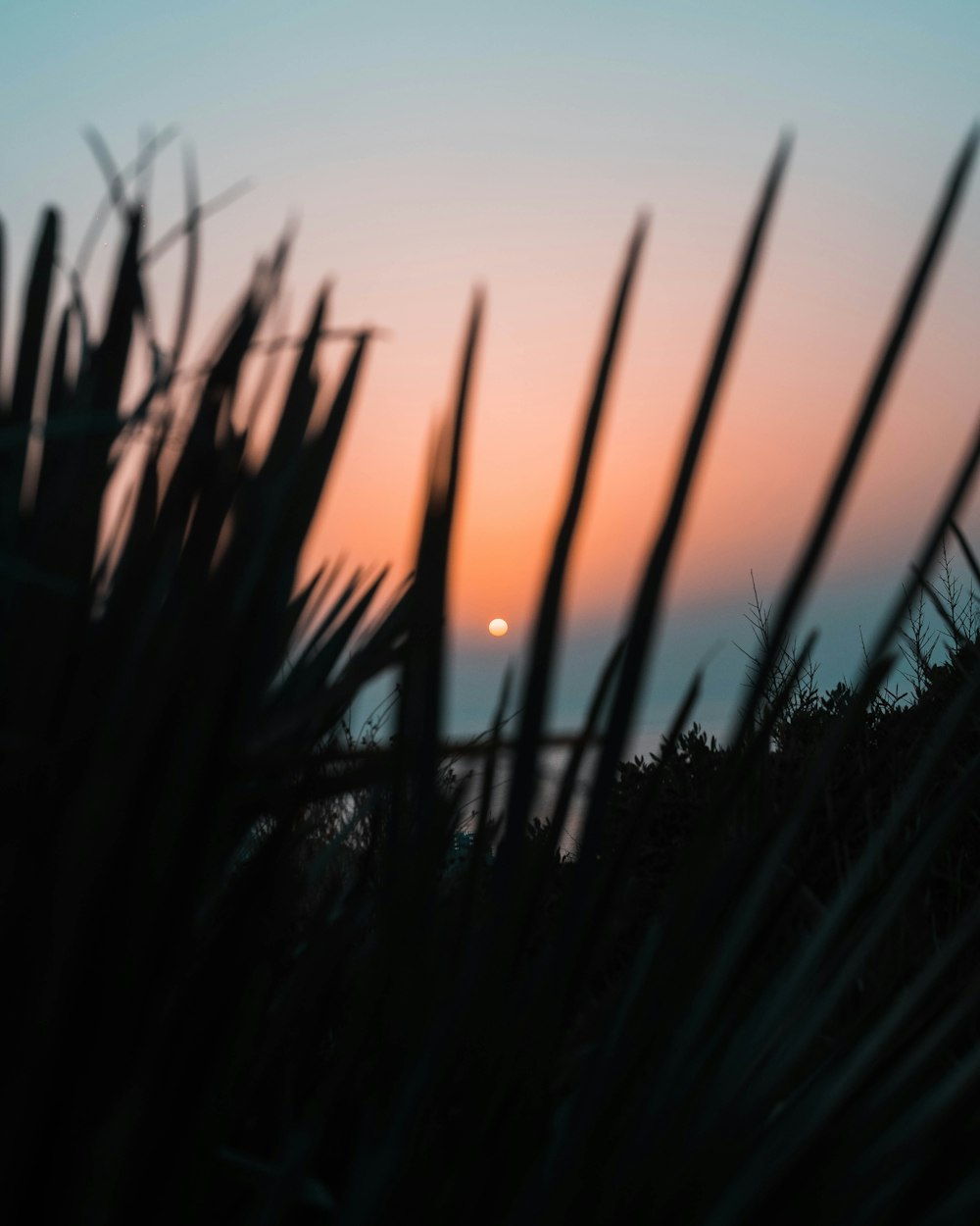 silhouette of grass during sunset