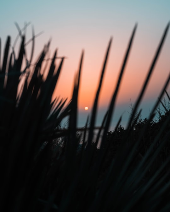 silhouette of grass during sunset in Annaba Algeria