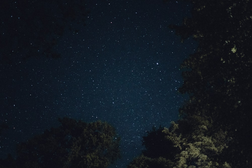 green trees under blue sky during night time