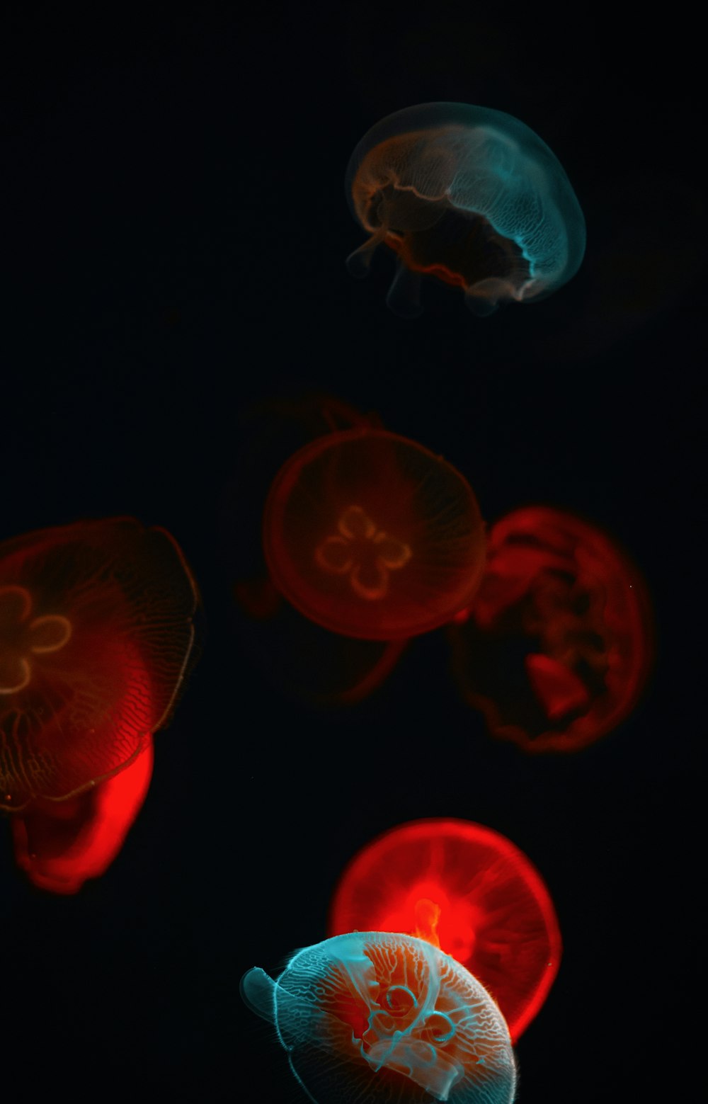 medusas rojas en cuarto oscuro
