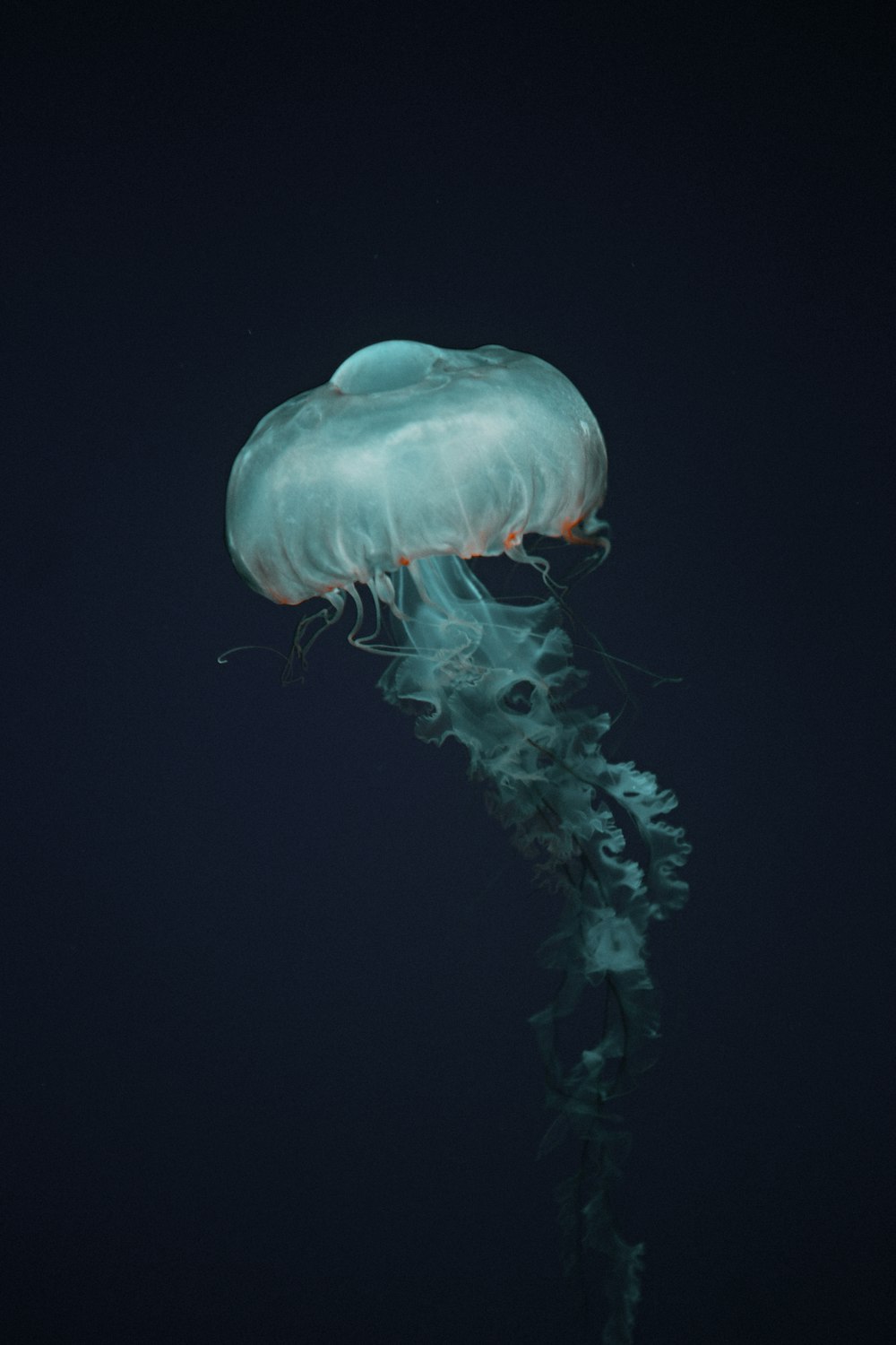 blue jellyfish in black background