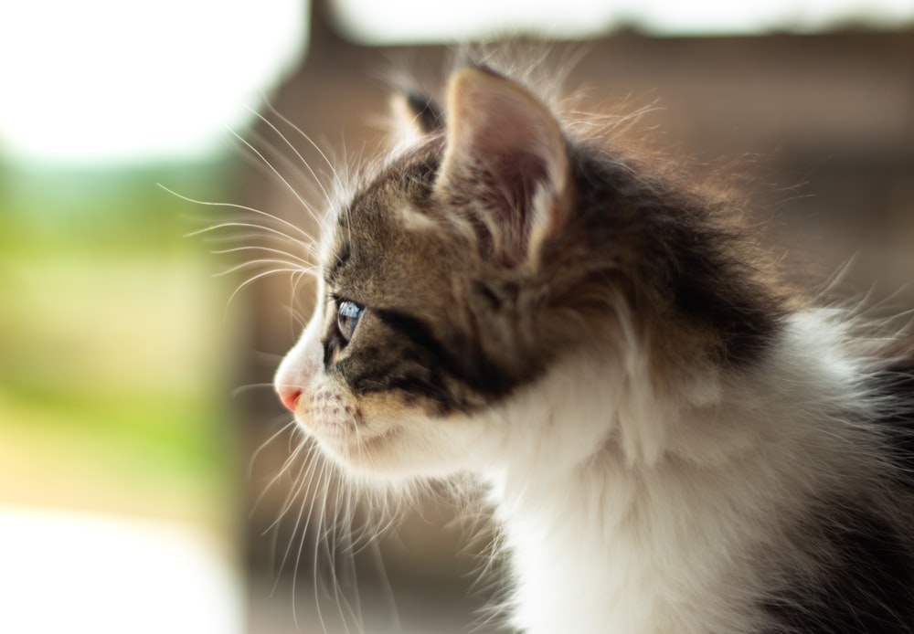 white and brown tabby cat