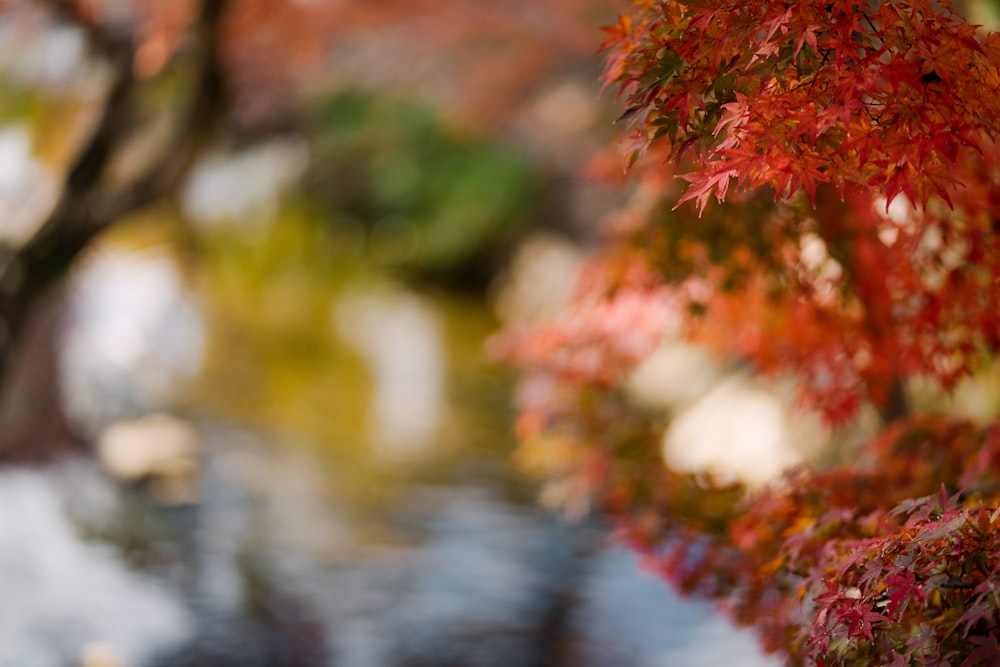 red and white flowers in tilt shift lens