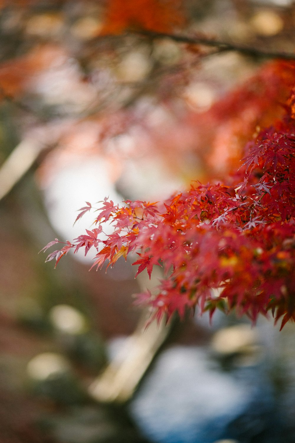 red and white flower in tilt shift lens