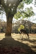 brown deer standing on brown dirt road during daytime