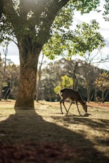 brown deer standing on brown dirt road during daytime