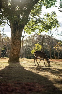 brown deer standing on brown dirt road during daytime