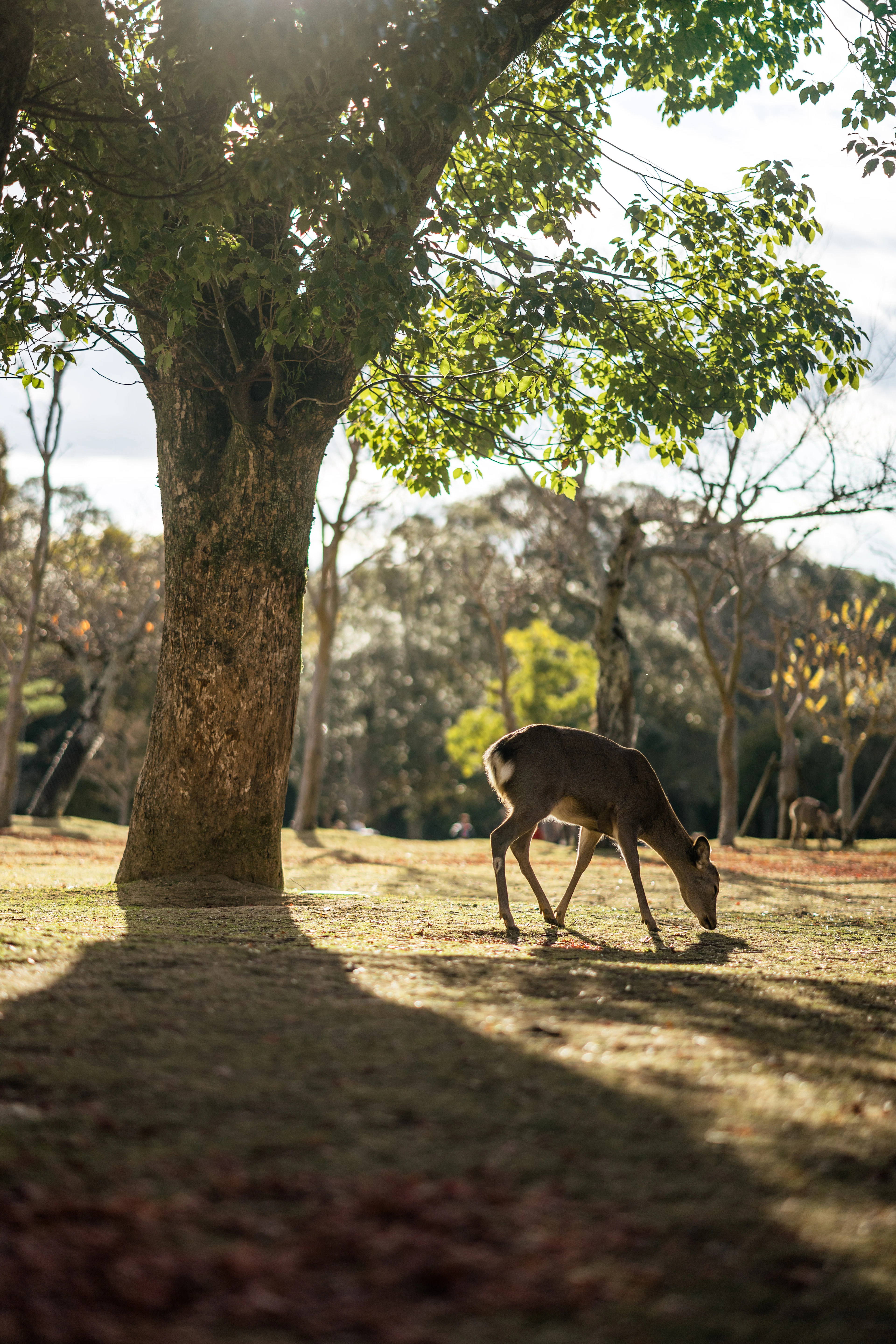 A wild deer grazing beneath a spreading tree in Nara Park in low golden sunlight