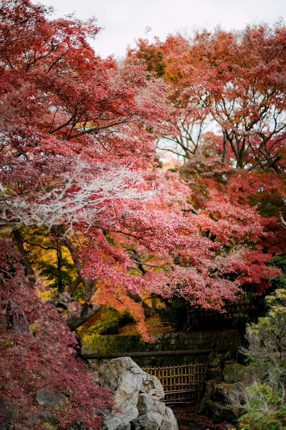 pink and brown trees beside river