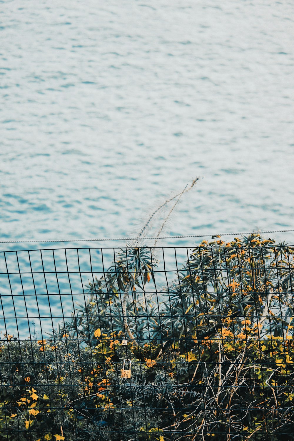 yellow flowers on gray metal fence near body of water during daytime