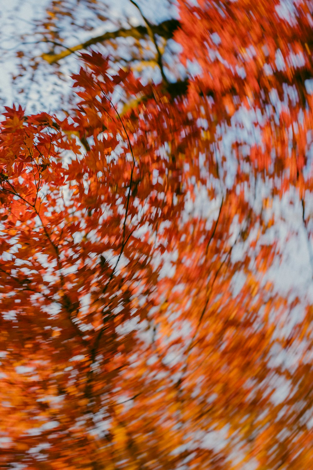 brown leaves tree under white clouds and blue sky during daytime