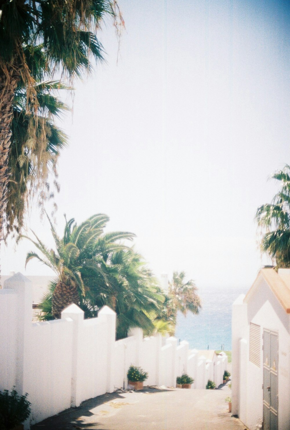 green palm tree near white concrete fence