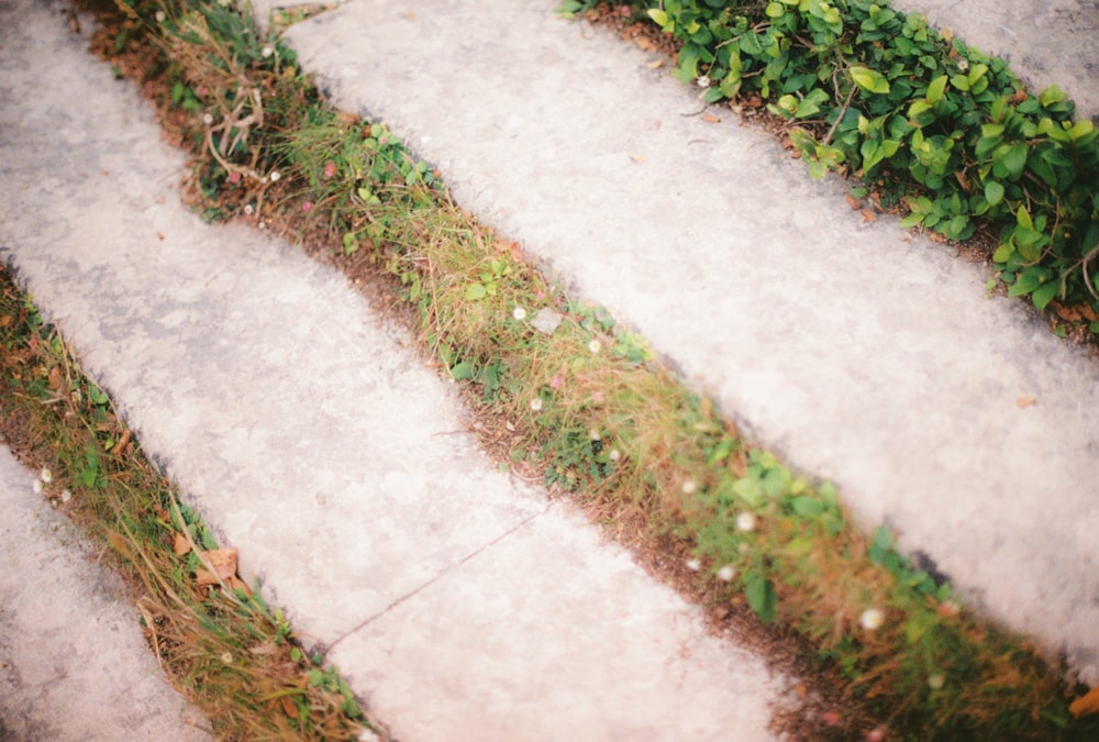 green grass on gray concrete floor