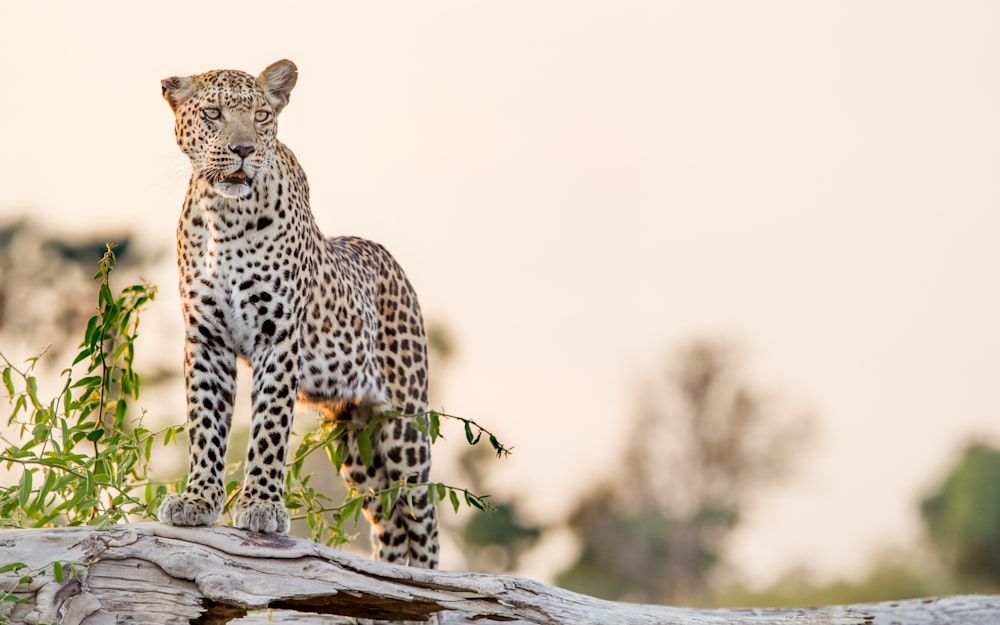 leopard on gray rock during daytime