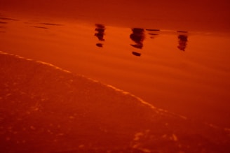 birds flying over the beach during sunset
