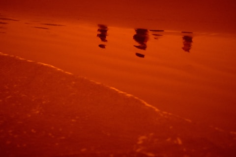 birds flying over the beach during sunset