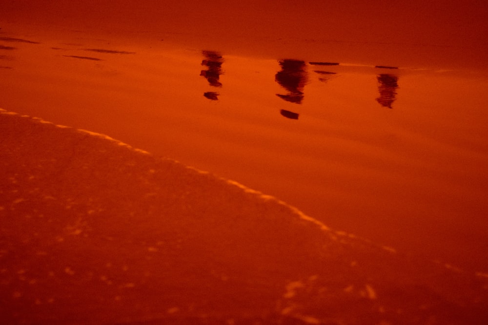 birds flying over the beach during sunset