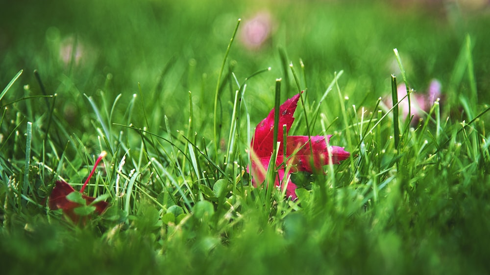 red flower on green grass during daytime