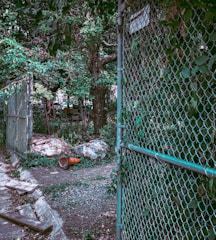 A chain-link fence partially covered with green foliage, creating a barrier along a narrow pathway. On the ground, there's a bright orange traffic cone surrounded by some trash bags and other debris. In the background, dense green trees and bushes are visible, giving the area a slightly overgrown and unkempt look.